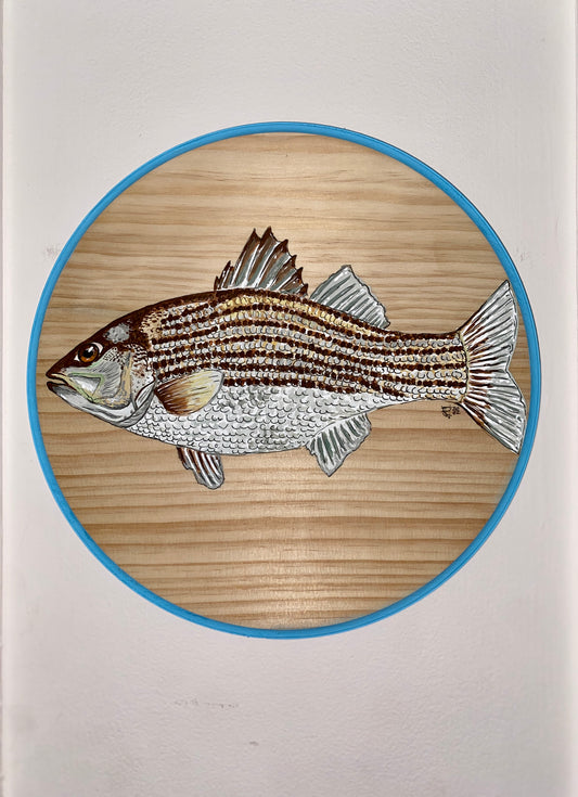 Maryland Striped Bass